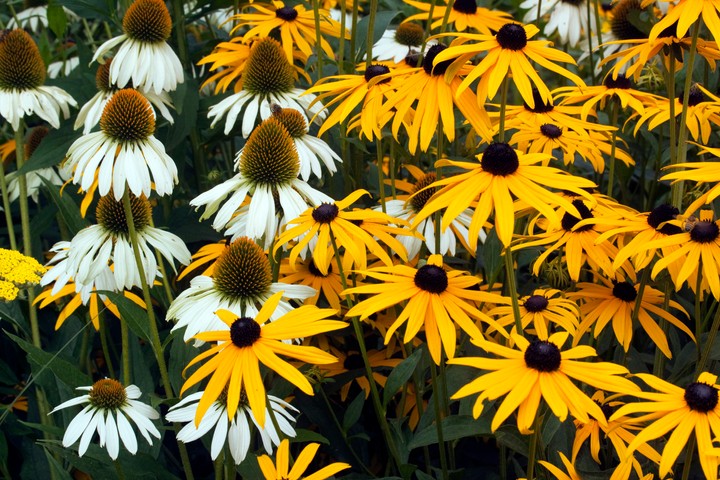 Nova zahrada - ako pestovat kvitnuce druhy